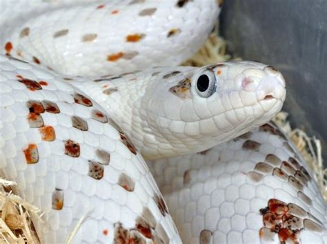 Ians Vivarium :: Palmetto Cornsnake | Corn snake, Pet snake, Rat snake