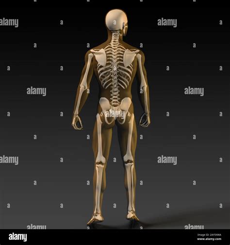 Human Bone Structure