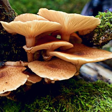 14 Astounding Fungi Facts - Mushroom Appreciation