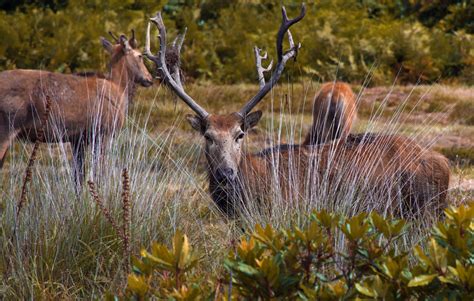 Margam Park deer : r/Wales