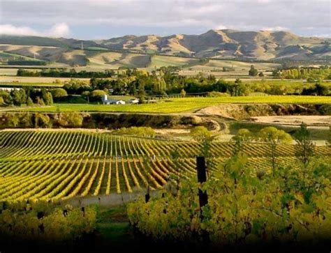 New Zealand Wine Regions, Wineries, Vineyards & Winegrowers