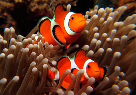 Imagenes de peces payaso :: Imágenes y fotos