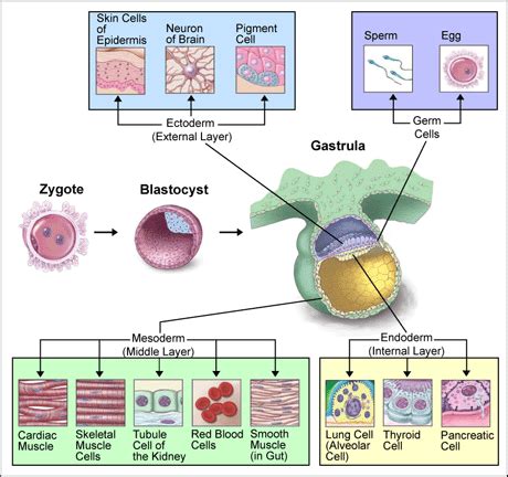 Germ layer - wikidoc