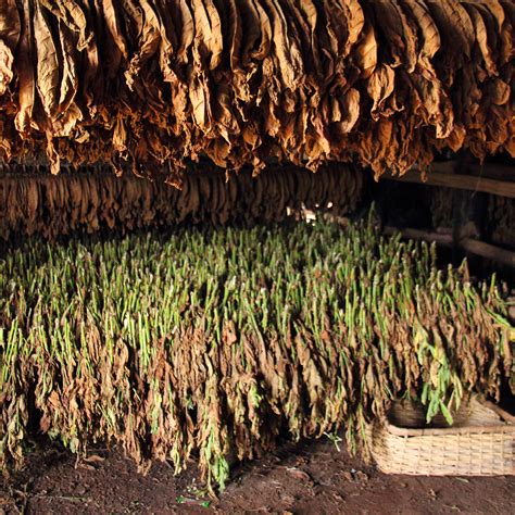 Tobacco Drying (Illustration) - World History Encyclopedia