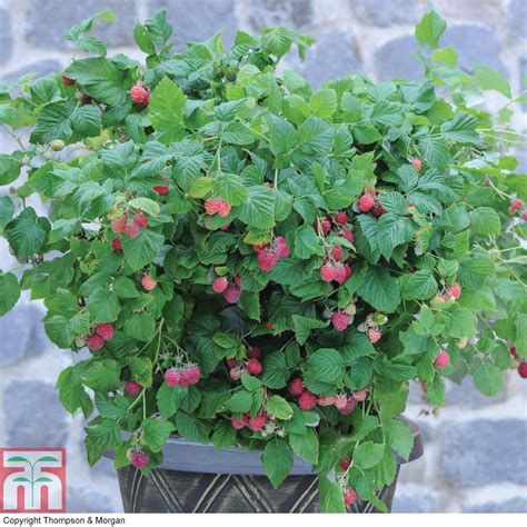 Raspberry 'Ruby Beauty'® (Summer Fruiting) | Growing raspberries, Container garden design ...