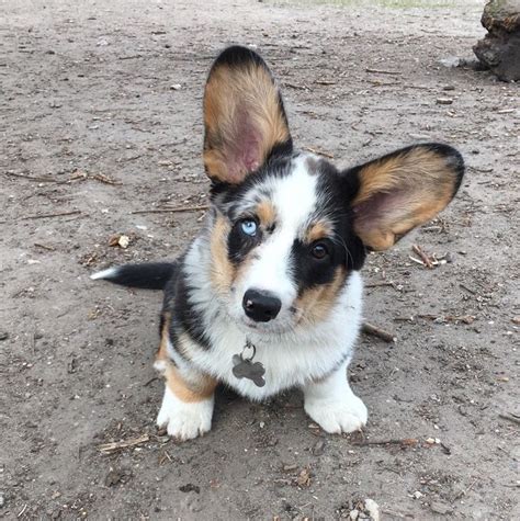 Blue Merle Cardigan Welsh Corgi Puppies, merle welsh corgi | Tumblr ...