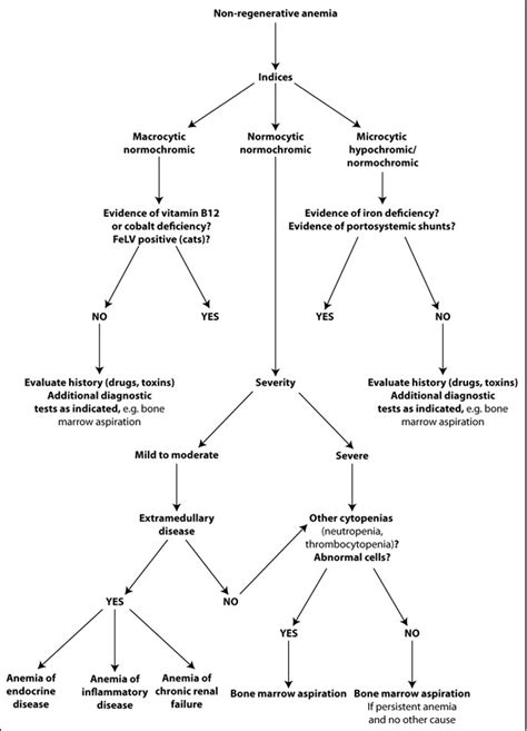 Diagnostic algorithm for non-regenerative anemia | eClinpath