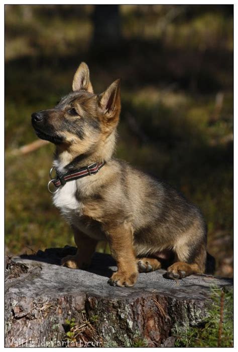 Swedish Vallhund Puppy - when its time for another dog - I'm definitely getting this breed ...