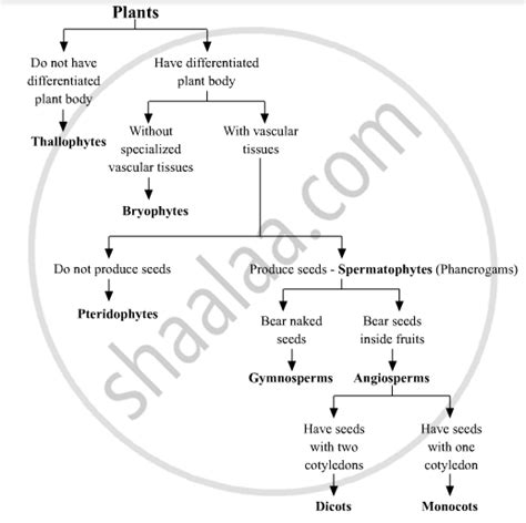 Draw a Flow Chart Showing Classification of Kingdom Plantae. - Science ...