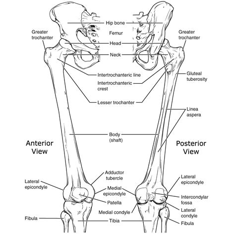 Lower Limb Bones Diagram