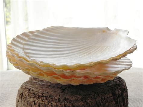 5 large natural scallop sea shells by dkgeneralstore on Etsy