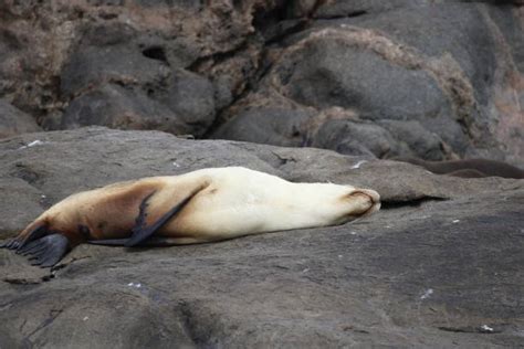 Australian Sea Lion Endangered Stock Photos, Pictures & Royalty-Free Images - iStock