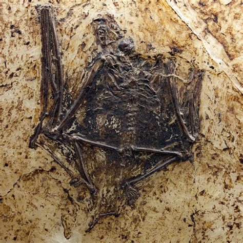 Beautiful fossil bat - Paleochiropteryx tupaiodon - 11 x 12 (specimen 6 ...