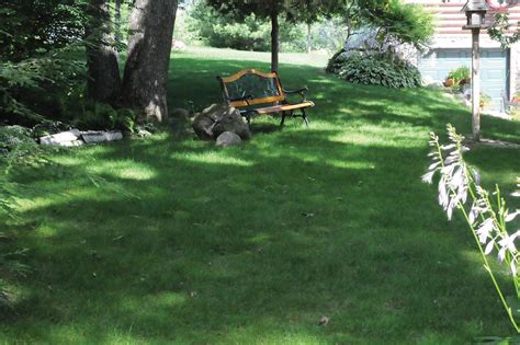 No Mow Grass | Grass Alternatives | HouseLogic Lawn Tips