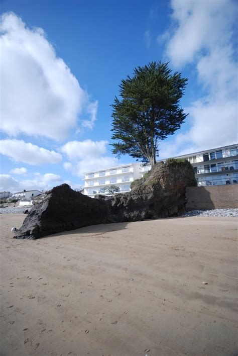 Saundersfoot Beach - Photo "The Tree, Saundersfoot" :: British Beaches