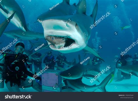 5,226 Shark feeding Images, Stock Photos & Vectors | Shutterstock