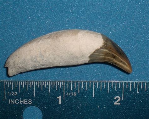 Seal Canine Tooth from Aurora, North Carolina - Members Gallery - The Fossil Forum