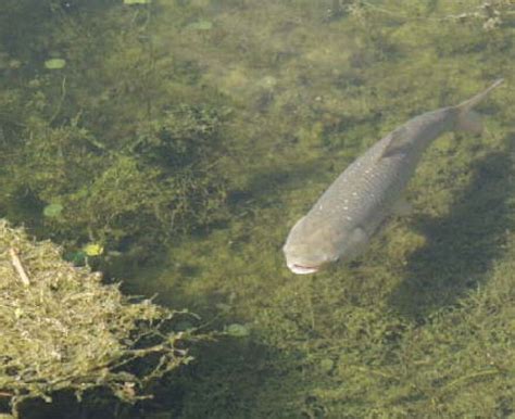 Researchers tracking invasive grass carp in Lake Erie