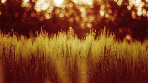 Bokeh Backgrounds Free Download