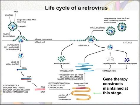 Gene therapy