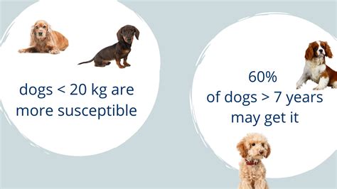 Heart murmur in dogs: symptoms and how to treat it | Boehringer Ingelheim