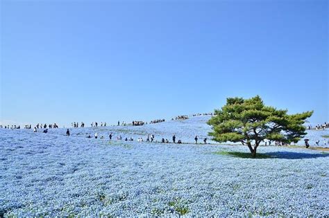 Spring Flower Tour Of Hitachi Seaside Park And Ashikaga Flower Park: Triphobo