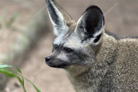 Bat-eared Fox. — Stock Photo © GNNick #54166933