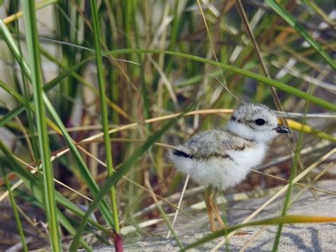 Look for Plover Birds Both on (and off) the Shore - Birds and Blooms