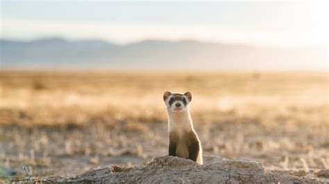 Endangered black-footed ferrets released into wild in Colorado | 9news.com