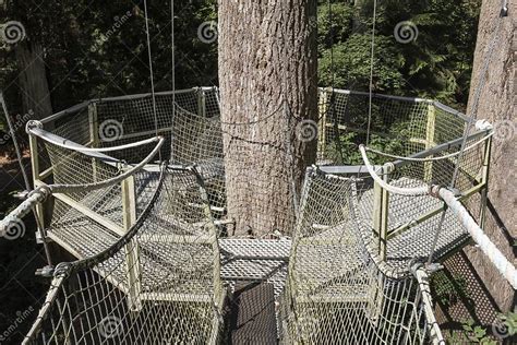 Tree Platform on the Greenheart Treewalk at UBC Stock Image - Image of ...