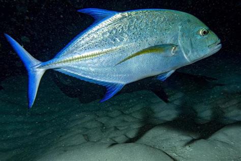 Giant Trevally Stock Photos, Images and Backgrounds for Free Download