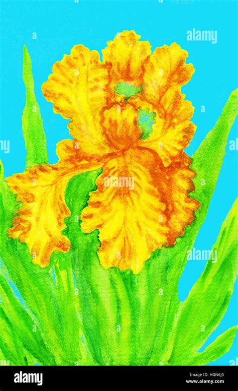 Yellow iris, painting Stock Photo - Alamy