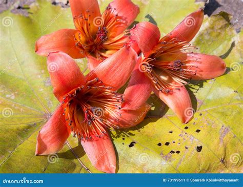 Bombax Ceiba stock image. Image of ceiba, asia, heat - 73199611