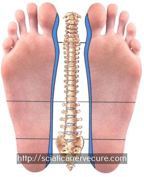 Pin on Sciatique Exercice - Sciatique