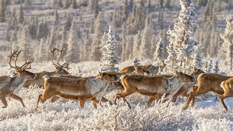 Best Time for Caribou Spring Migration in Alaska 2018 - Rove.me