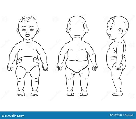 Images Of A Human Body Front And Back : Male Anatomy Of Muscular System ...