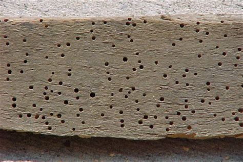 Wood Boring Beetles - TermiteBiz.com