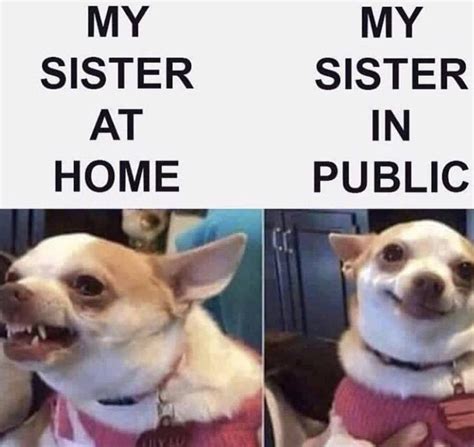 100 Chihuahua Memes That'll Make You Laugh Harder Than You Should ...