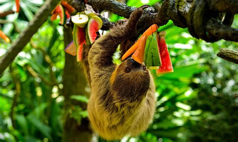 Do Sloths Get High? The High Life in the Treetops! - Animal Hype