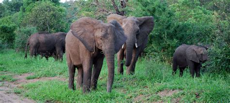 Animals of Malawi in the Majete Wildlife Reserve