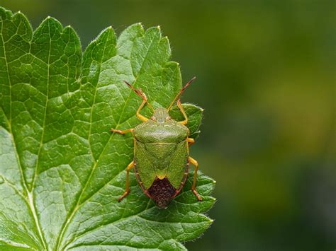 Pests of Tomatoes and What to Do About Them - The Bug Agenda