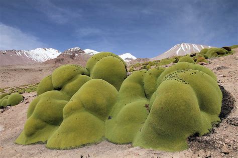 Intriguing Lime-Green Blobs Appear In The Andes Mountains. Are They ...