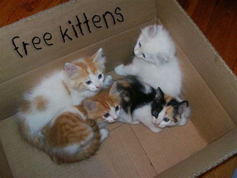 Cat Free Kittens Near Me / Kitten Adoption Near Me Free The Y Guide ...