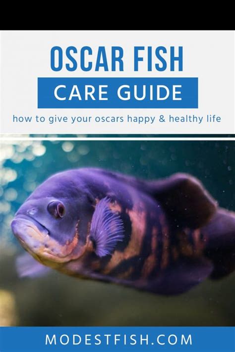 Oscar Fish Care Sheet: Your Definitive Guide for Providing Optimal Care