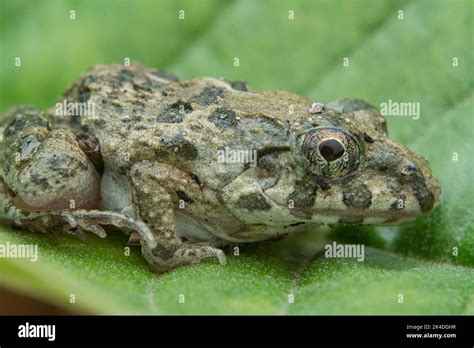 frog reproduction cycle Stock Photo - Alamy