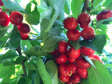 Cherry Picking in Brentwood: A Delicious Pick for Weekend Fun