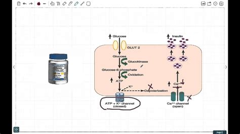 Gliclazide Mechanism Of Action - Glipizide Mechanism Of Action Youtube ...