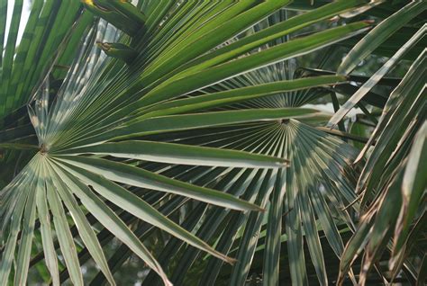 Palm Tree Leaves Free Stock Photo - Public Domain Pictures