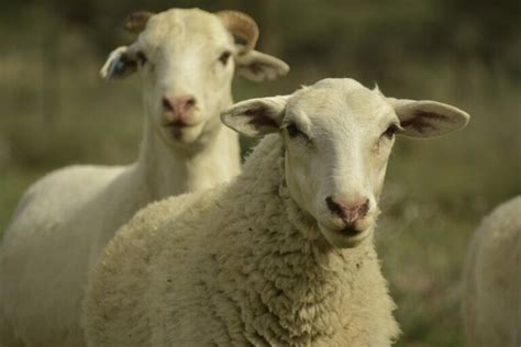 A Guide to Drought-Resilient Farm Animals - Modern Farmer