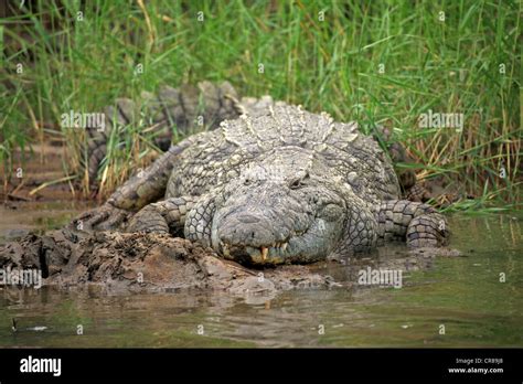 Nile Crocodile (Crocodylus niloticus), St. Lucia Wetland Park ...